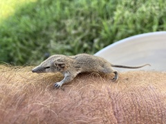 Planigale tenuirostris