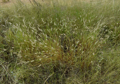 Setaria surgens