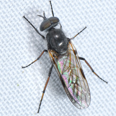 Ozodiceromyia nigrimana