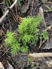 Leucolepis