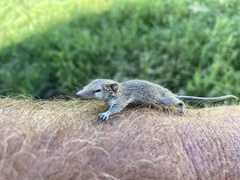 Planigale tenuirostris