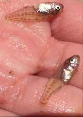 Leiostomus xanthurus