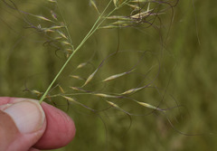 Eriachne stipacea