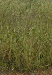 Eriachne stipacea