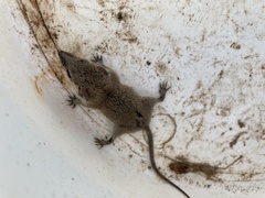 Planigale tenuirostris