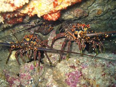Panulirus inflatus