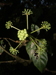 Dendropanax arboreus