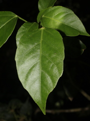Dendropanax arboreus