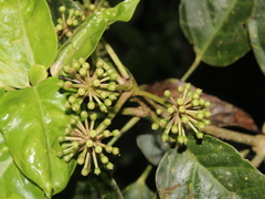 Dendropanax arboreus