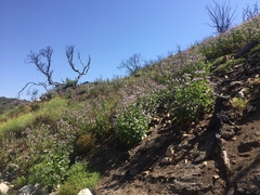 Phacelia grandiflora