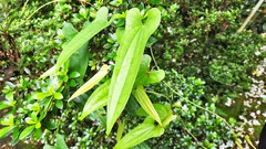 Dioscorea japonica