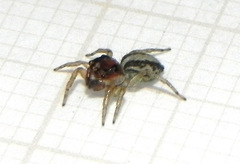 Maeota serrapophysis