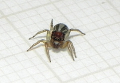 Maeota serrapophysis