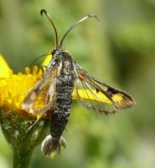 Pyropteron doryliformis