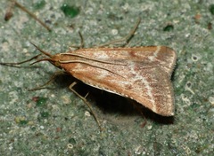 Synaphe lorquinalis