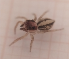 Maeota serrapophysis