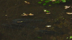 Megaleporinus obtusidens