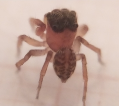 Soesilarishius cymbialis