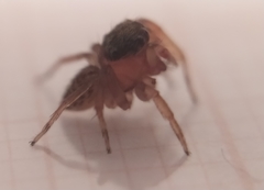 Soesilarishius cymbialis