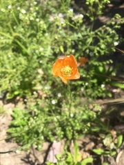 Papaver californicum