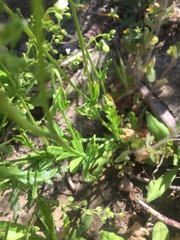 Papaver californicum