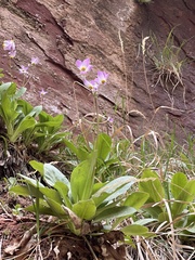 Primula pauciflora zionensis