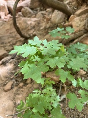 Acer grandidentatum