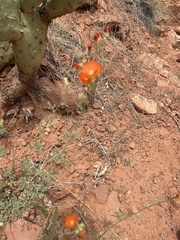 Sphaeralcea grossulariifolia