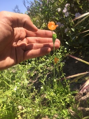 Papaver californicum