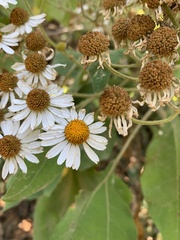 Podachaenium eminens