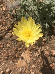 Anisocoma acaulis