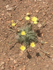 Anisocoma acaulis
