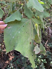 Podachaenium eminens