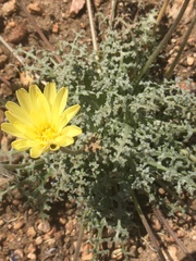Anisocoma acaulis