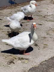 Anser anser domesticus