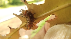 Cupha erymanthis maja