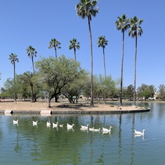 Anser anser domesticus