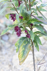 Clerodendrum fortunatum