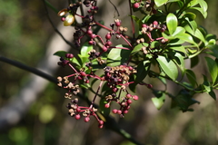 Zanthoxylum avicennae