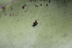 Camponotus pellarius