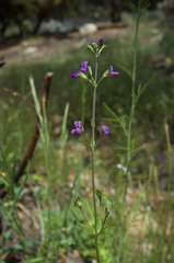 Collinsia parryi