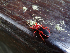Labidocoris pectoralis