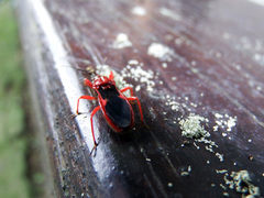 Labidocoris pectoralis