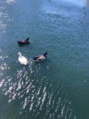 Anas platyrhynchos domesticus