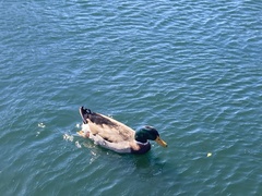 Anas platyrhynchos domesticus