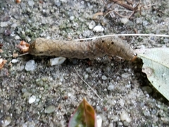 Condicinae