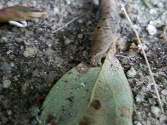 Condicinae