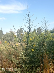 Verbascum sinuatum