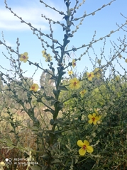 Verbascum sinuatum