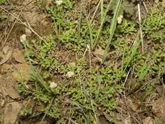 Antennaria virginica